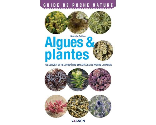 VAGNON Algues et plantes